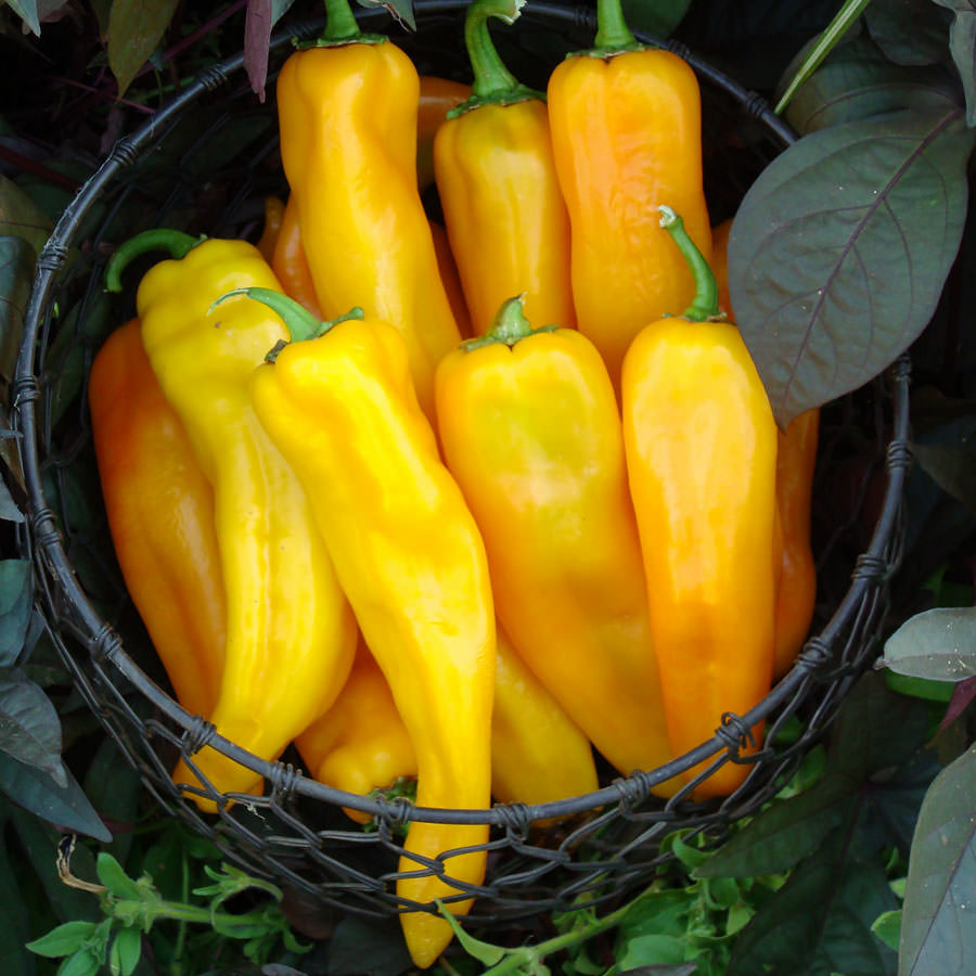 Mama Mia Giallo pepper Pepper Mama Mia Giallo