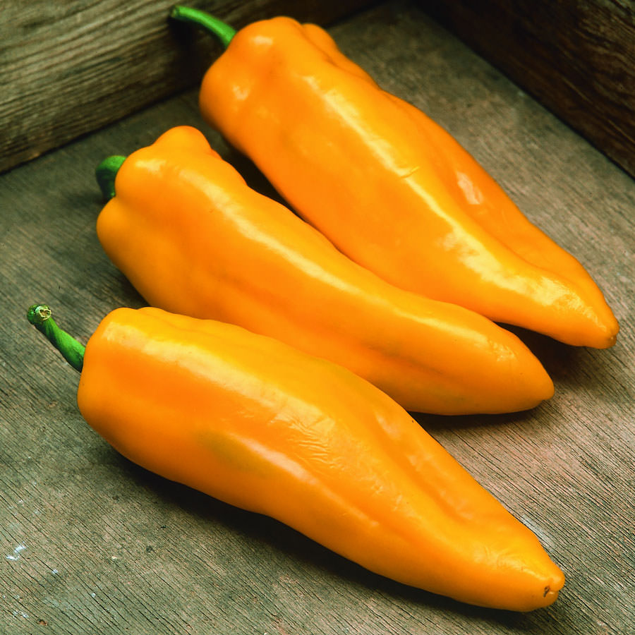 Mama Mia Giallo pepper Mama Mia Giallo pepper seeds