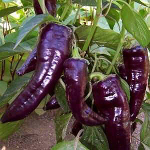 Purple Marconi sweet pepper