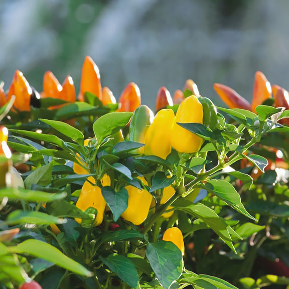 Pretty N Sweet pepper Pepper Pretty N Sweet