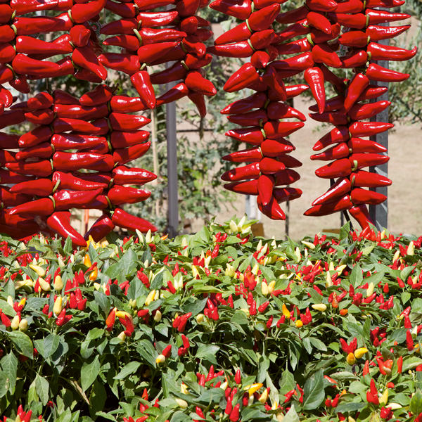 Pretty N Sweet pepper Pretty N Sweet pepper seeds