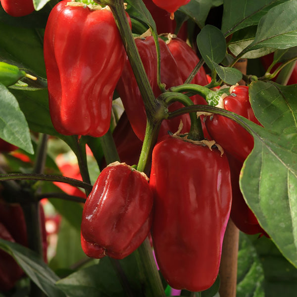 Sweet Heat hot pepper Sweet Heat pepper seeds