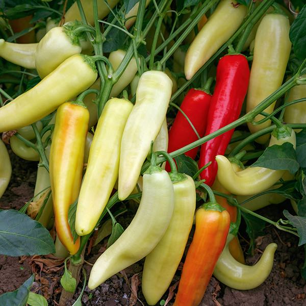 Sweet Pepper Seeds 8 Sweet Peppers Vegetable Garden Seeds