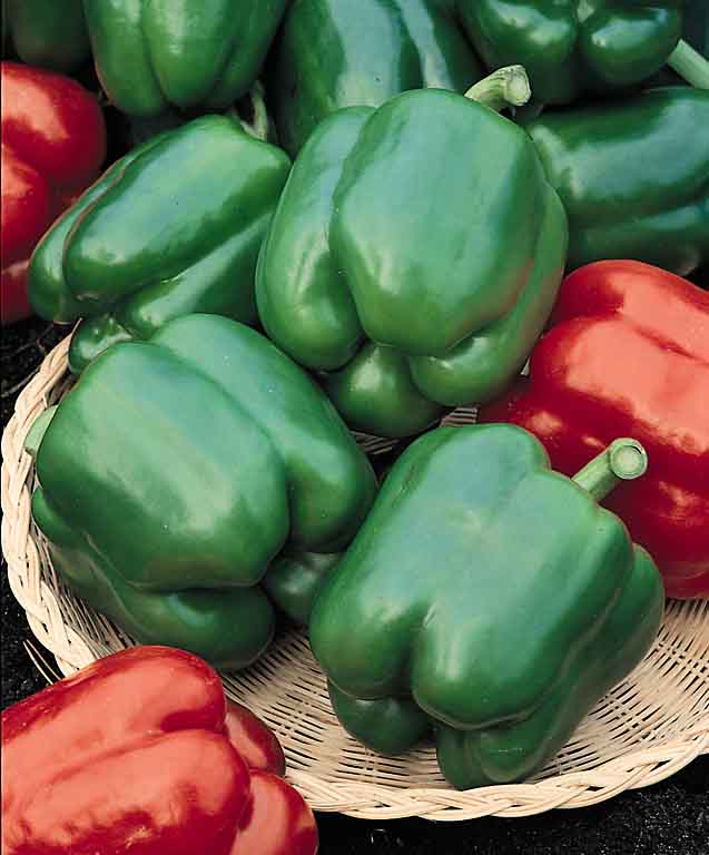 Yolo Wonder bell pepper Bell Yolo Wonder