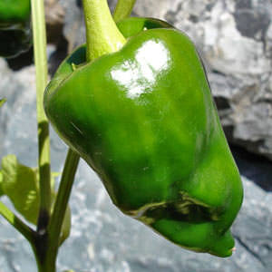 Pepper Poblano - hot peppers
