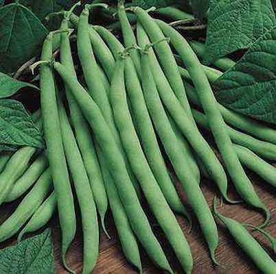 Pole Bean