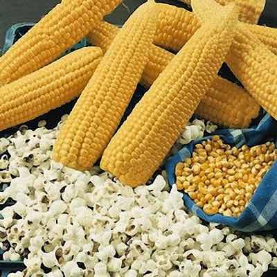 Popcorn Corn