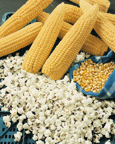 Robust Hybrid popcorn Popcorn Robust Hybrid