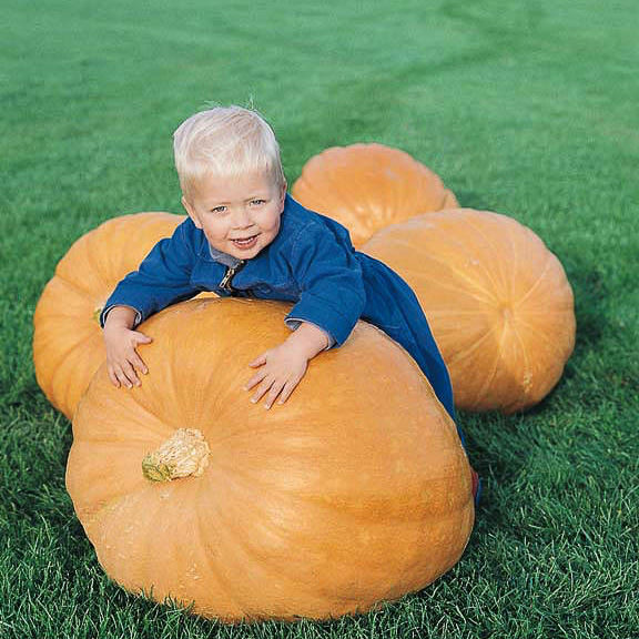 Pumpkin Atlantic Giant Hybrid