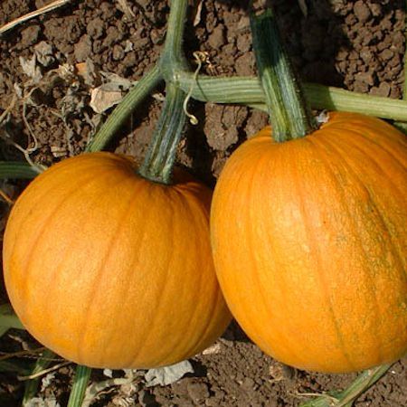 Pumpkin Small Sugar