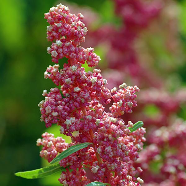 Quinoa Cherry Vanilla