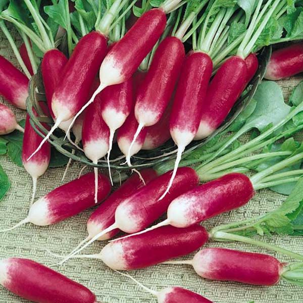French Breakfast radish French Breakfast radish seeds