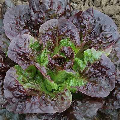 Romaine Lettuce