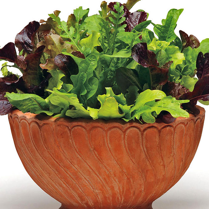 Simply Salad Alfresco Mix Simply Salad Alfresco Mix