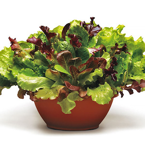 Simply Salad Lettuce