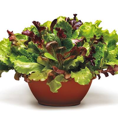 Simply Salad Lettuce