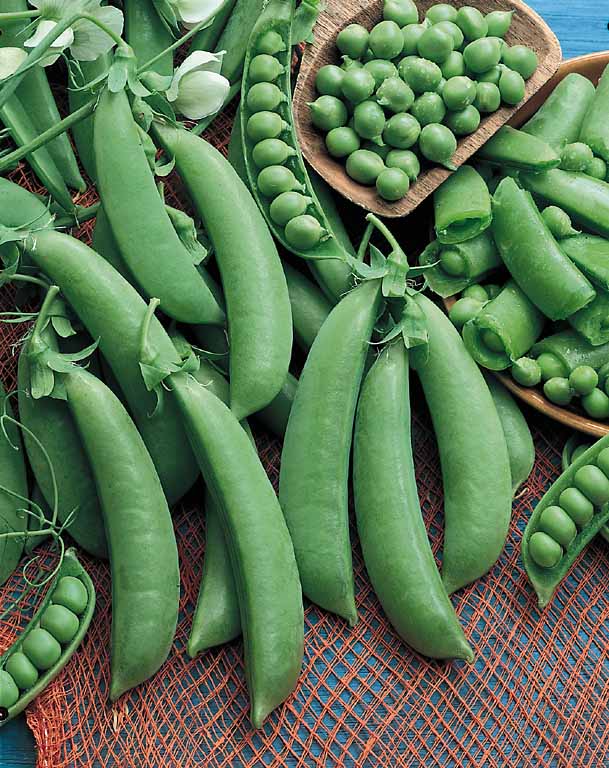Cascadia snap pea Snap pea Cascadia