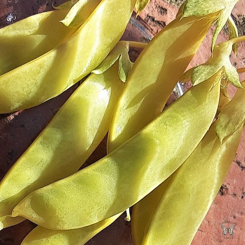 Snow pea Golden Sweet