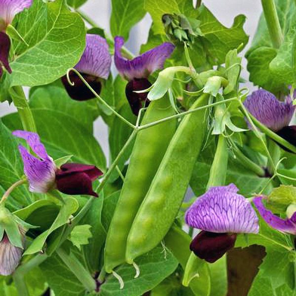 Little Purple snow pea Snow pea Little Purple