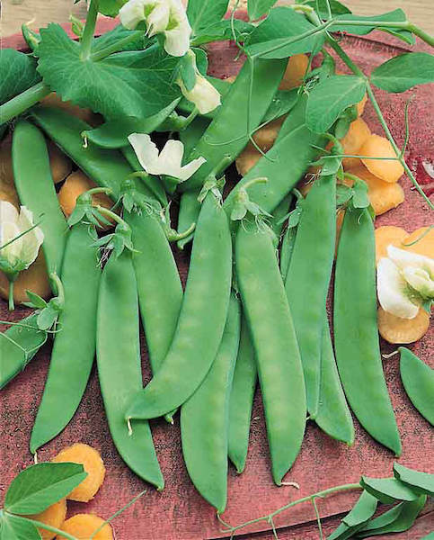 Oregon Giant snow pea Snow pea Oregon Giant
