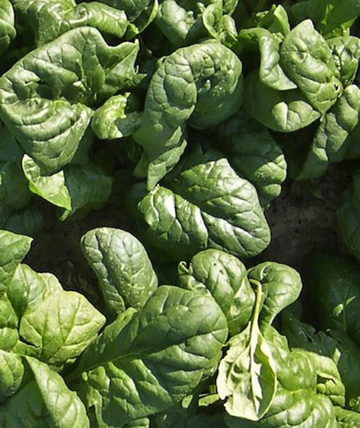 Corvair organic spinach Spinach Corvair organic