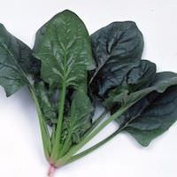 Spinach