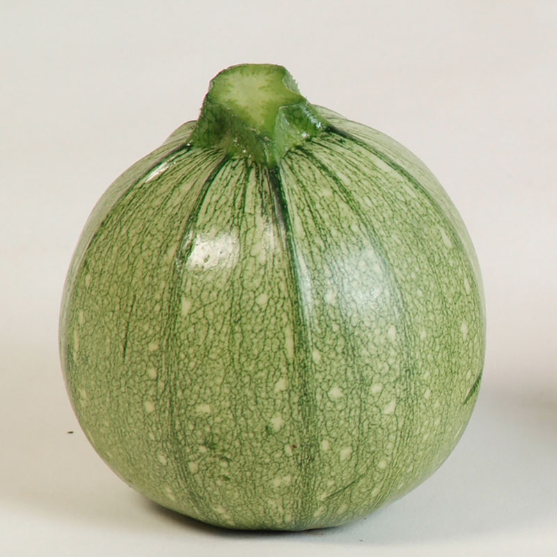 Brice Zucchini squash Brice Zucchini squash