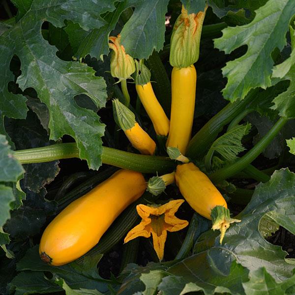 Easy Pick Gold 2 Zucchini squash Easy Pick Gold 2 Zucchini squash