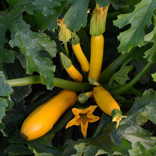 Easy Pick Gold 2 Zucchini squash