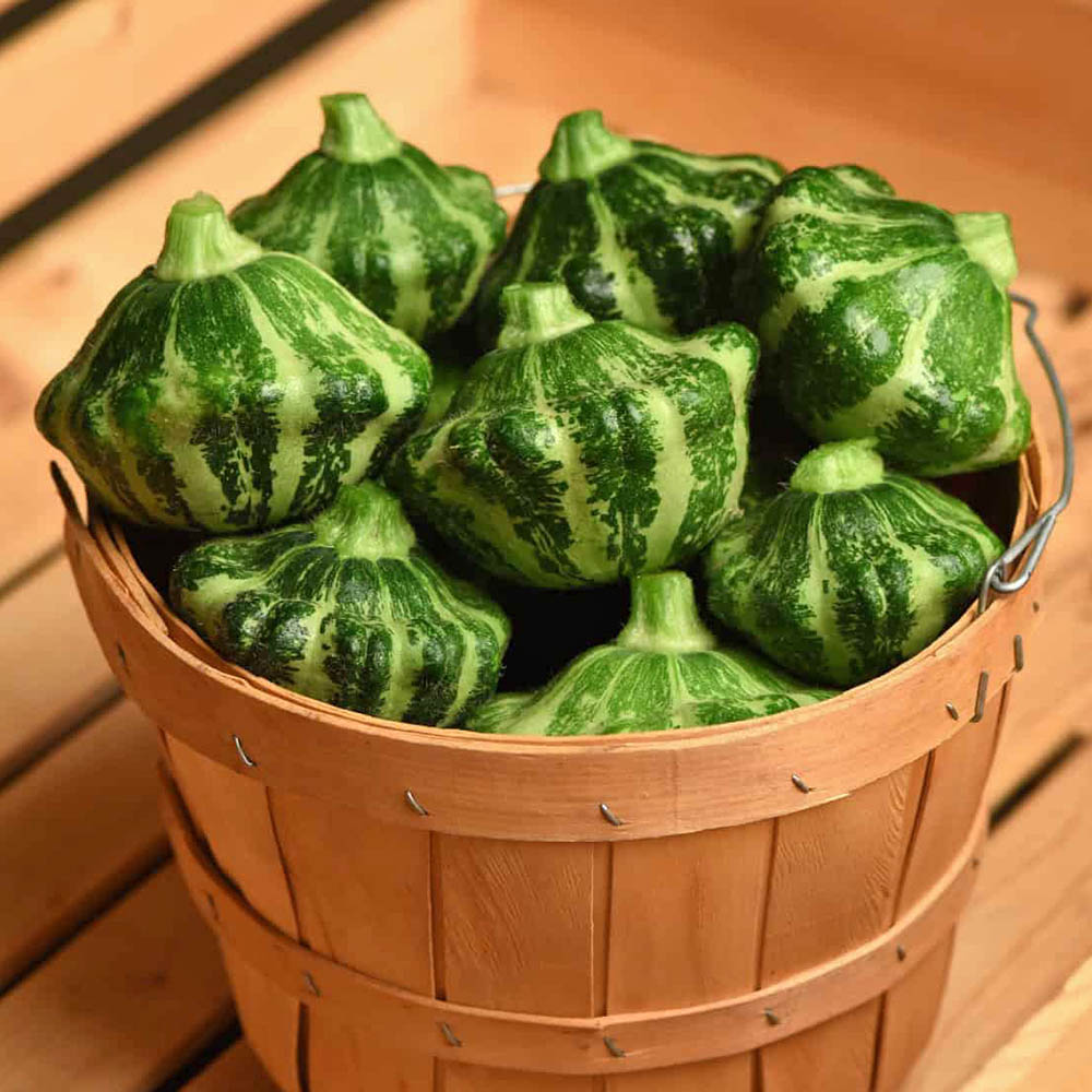 Squash Green Lightning