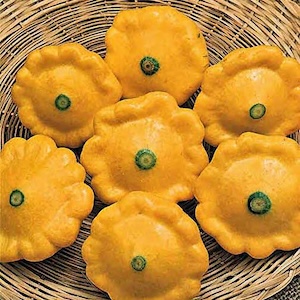 Summer Squash