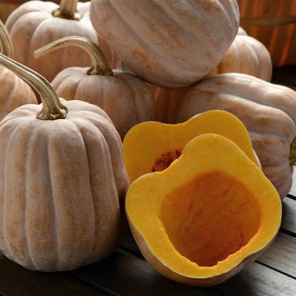 Autumn Frost winter squash seeds
