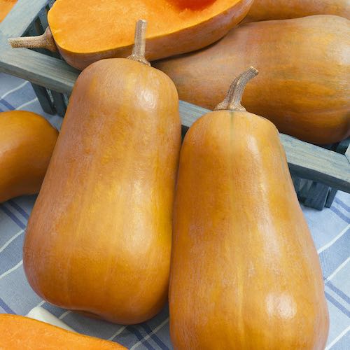 Honeybaby winter squash seeds