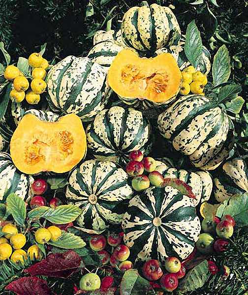 Winter squash - Sweet Dumpling