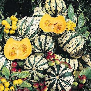 Winter Squash