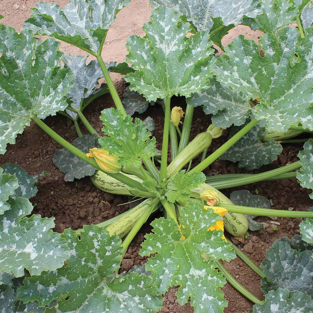 Bossa Nova Zucchini squash