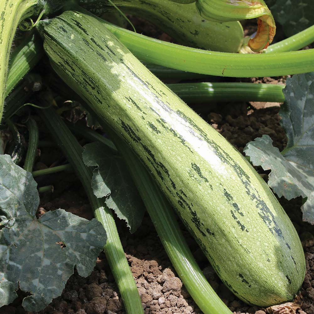 Bossa Nova zucchini squash Zucchini squash - Bossa Nova