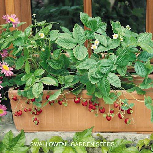 Alexandria alpine strawberry - Fragaria vesca