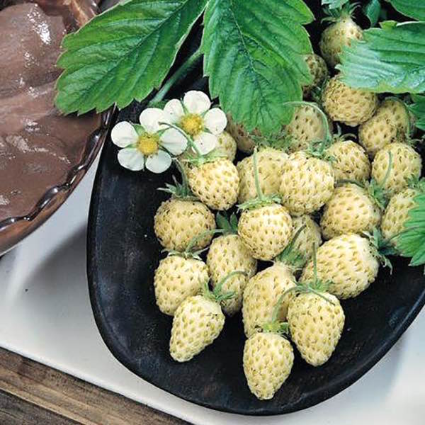 Yellow Wonder alpine strawberry Strawberry Yellow Wonder alpine - Fragaria vesca