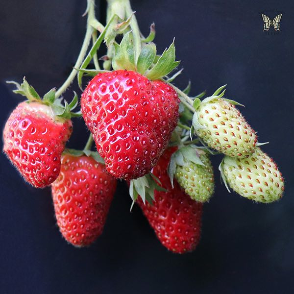 Fresca strawberry Strawberry Fresca, bunch of berries