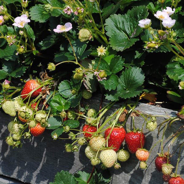 Merlan strawberry Strawberry Merlan