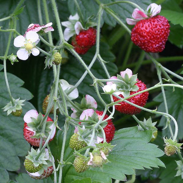 Mignonette alpine strawberry Mignonette alpine strawberry - Fragaria vesca