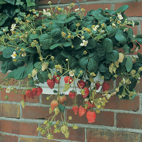 Temptation strawberry in hanging basket Temptation strawberry in hanging basket