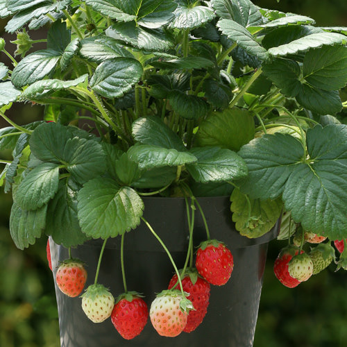 Temptation strawberry in container Temptation strawberry in container