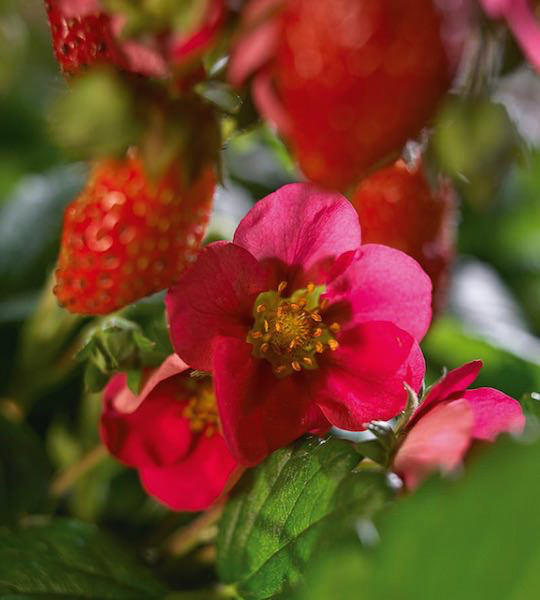 Toscana strawberry Strawberry Toscana
