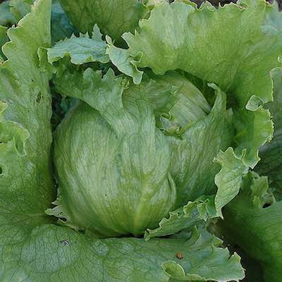 Summer Crisp Lettuce