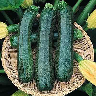 Summer Squash