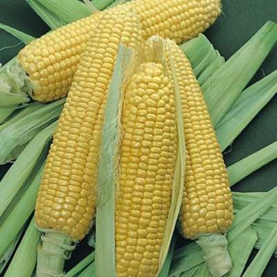 Sweet Corn