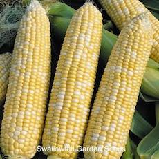 Corn