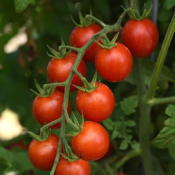 Tomato Artemis - cherry tomatoes